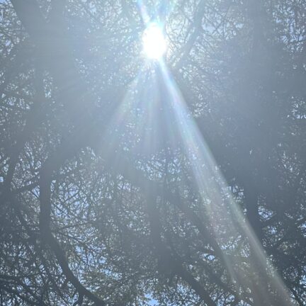 Photo_formation_arbres