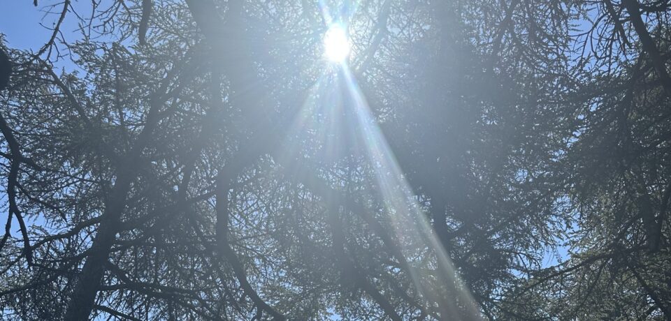 Photo_formation_arbres
